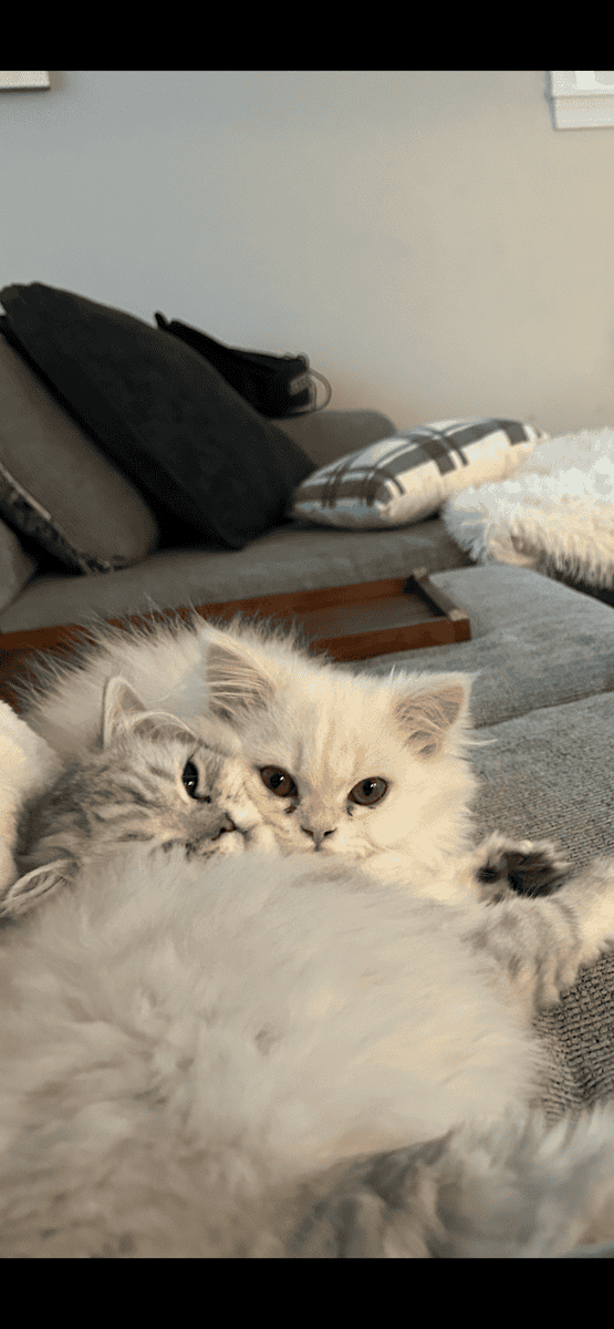 Two cats female and male 6 months old Persian image 3