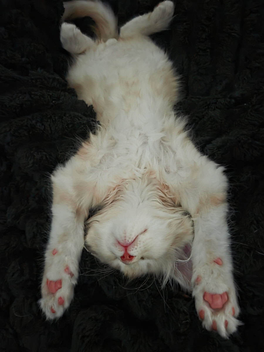 Moonshine- Purebred Maine Coon image 5