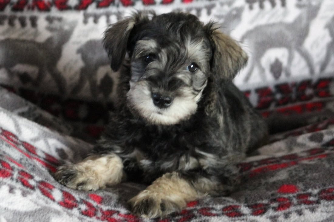 Miniature Schnauzer Puppies! image 1