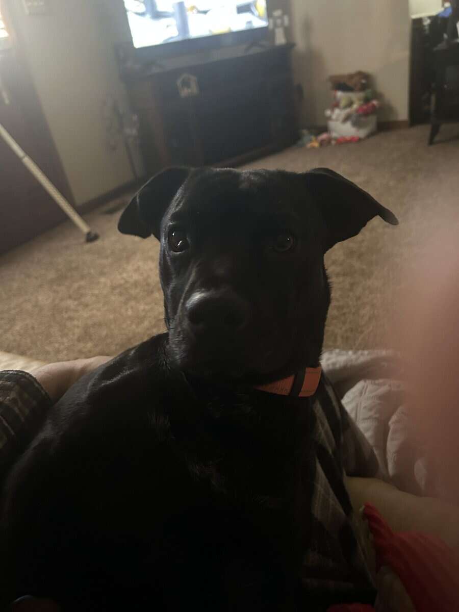 4 year old jack russell lab image 5