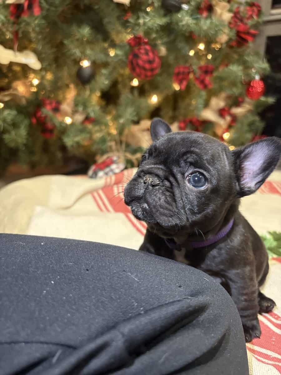 French bulldog puppies 2 female 1 male brindle image 1