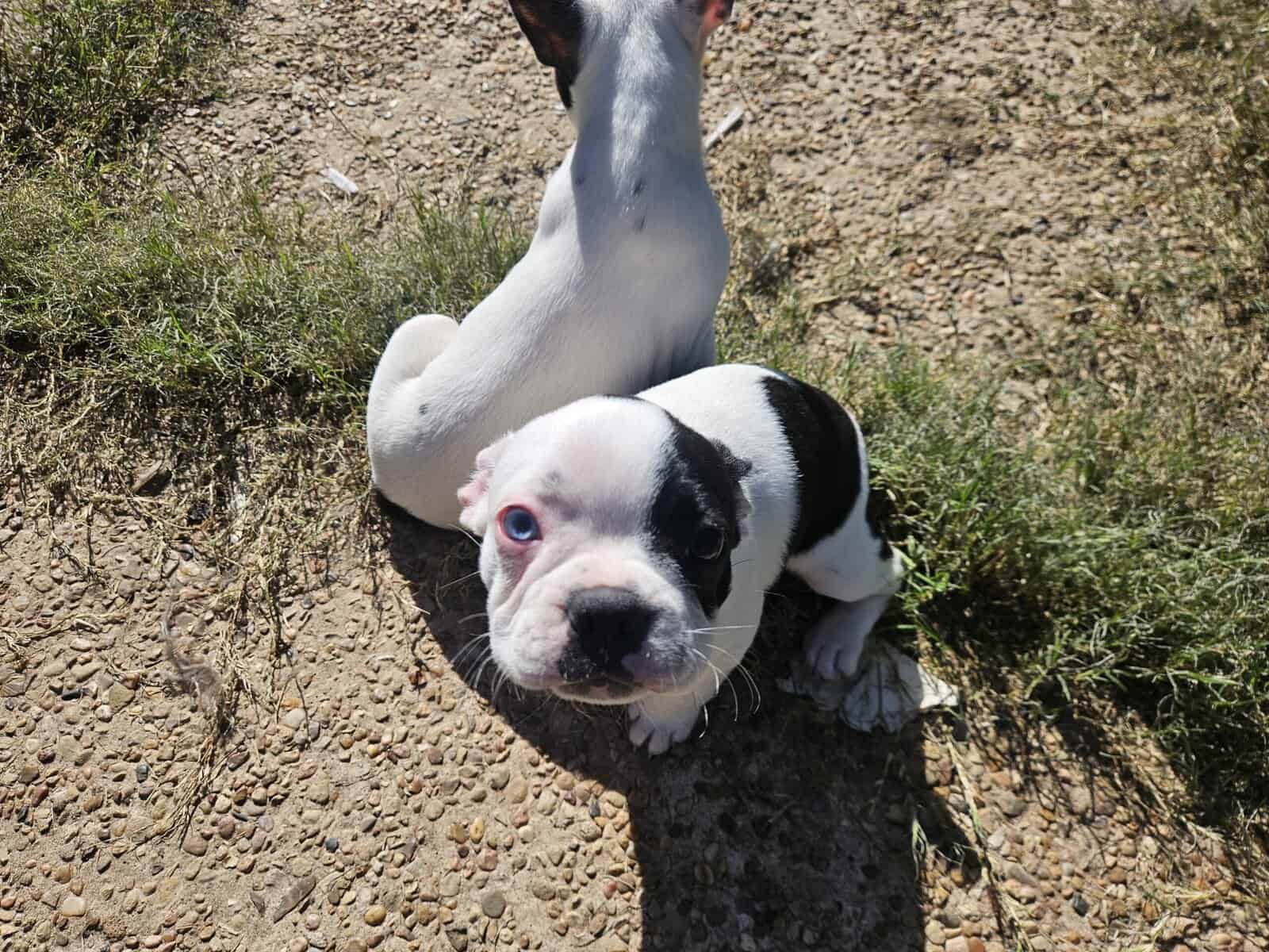Frenchton image 6