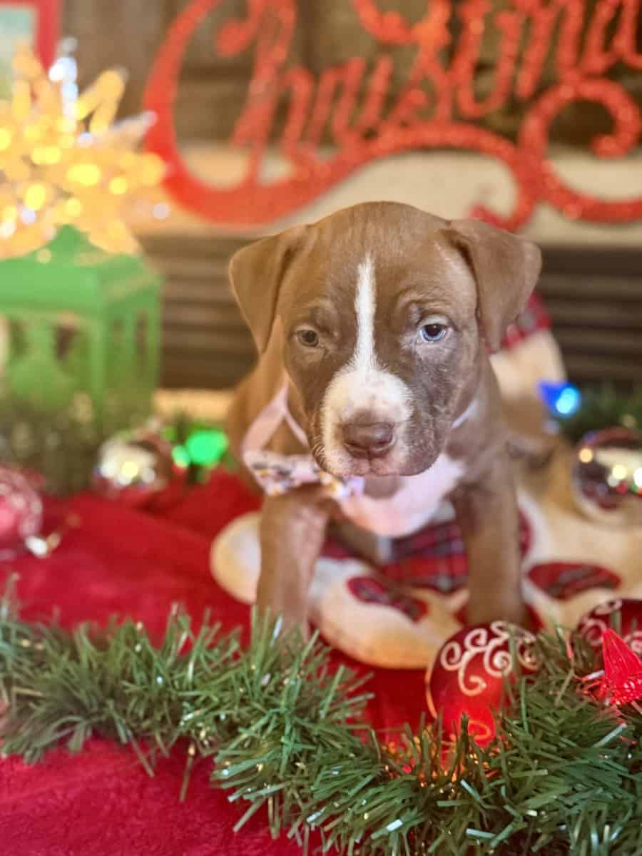 Chocolate Tri Merle Pitbulls image 4