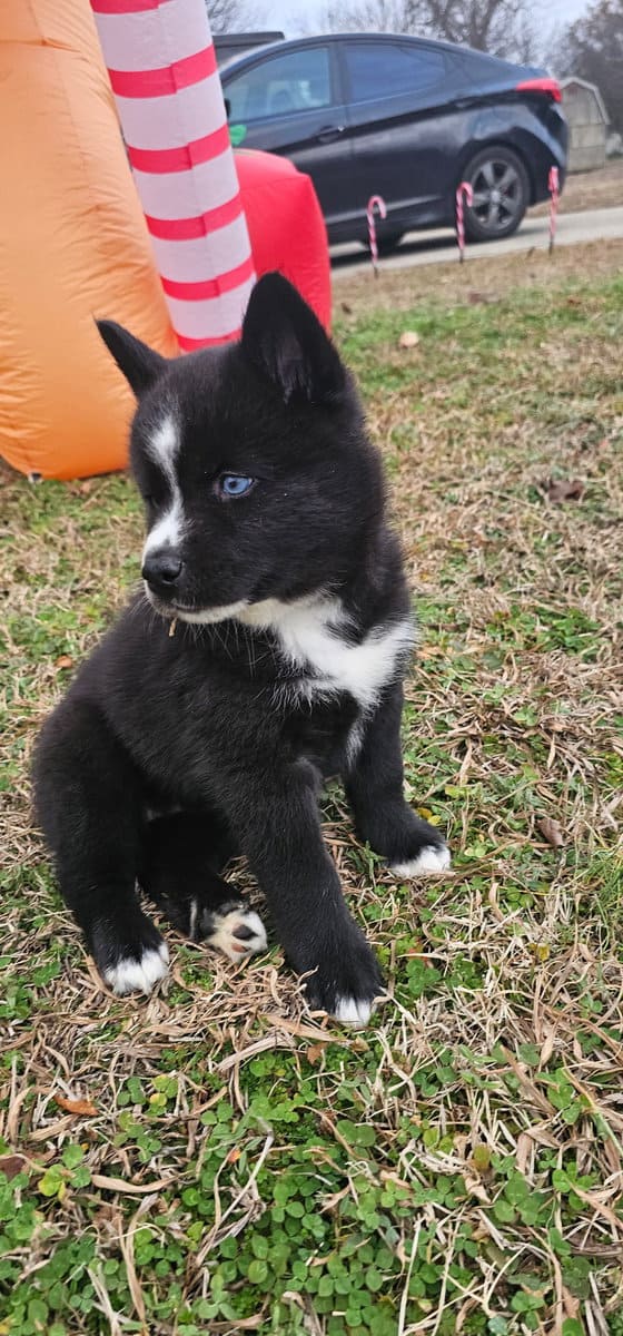 Aveline the Pomsky image 6
