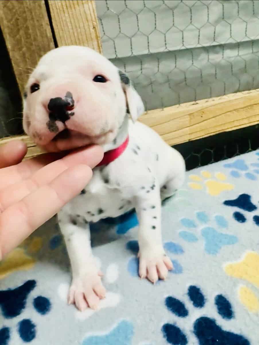 Breed Winner Dalmatian Puppies image 4