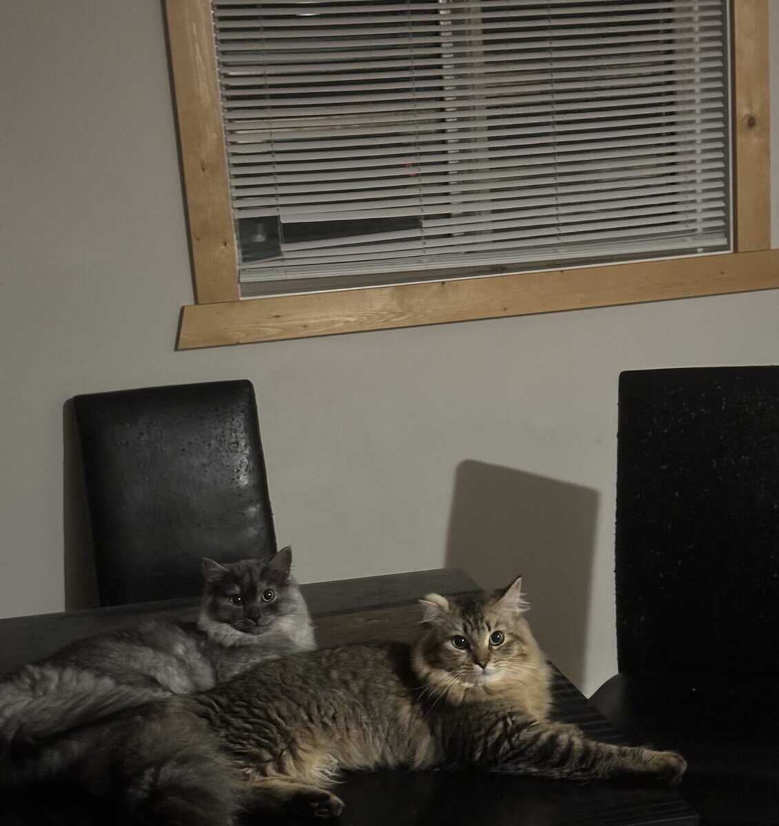 2 bonded sister cats image 1