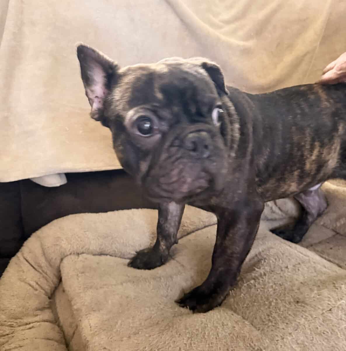 French Bulldog for sale “Dewey” image 6