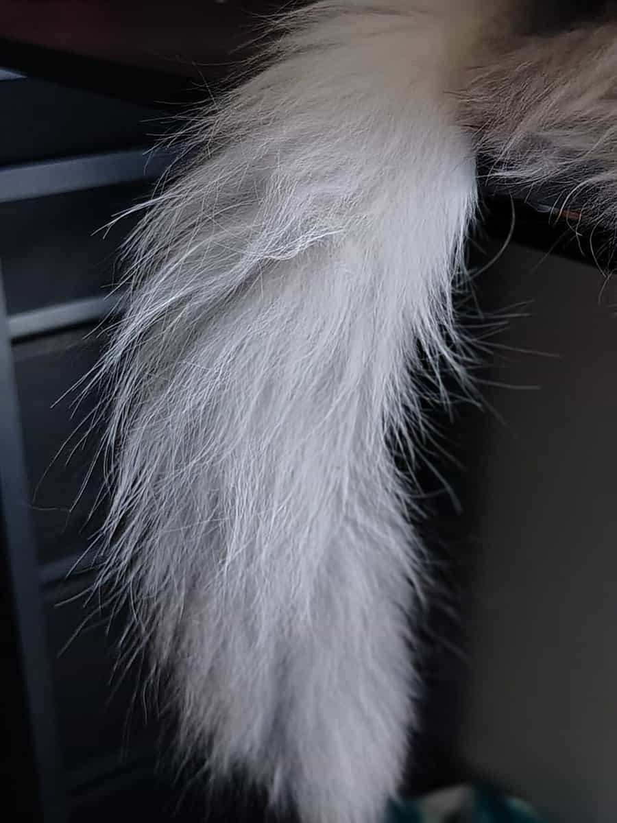 Siberian Kitten need forever home. image 6