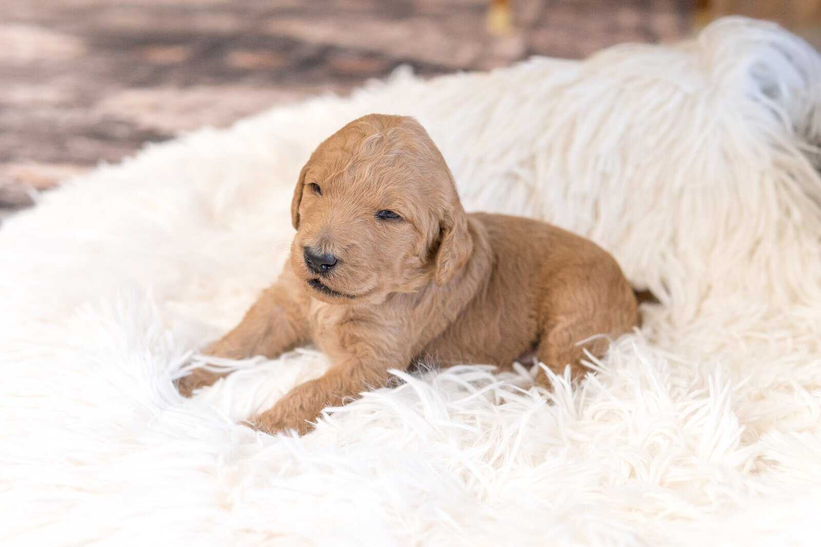 Goldendoodle Puppies image 7