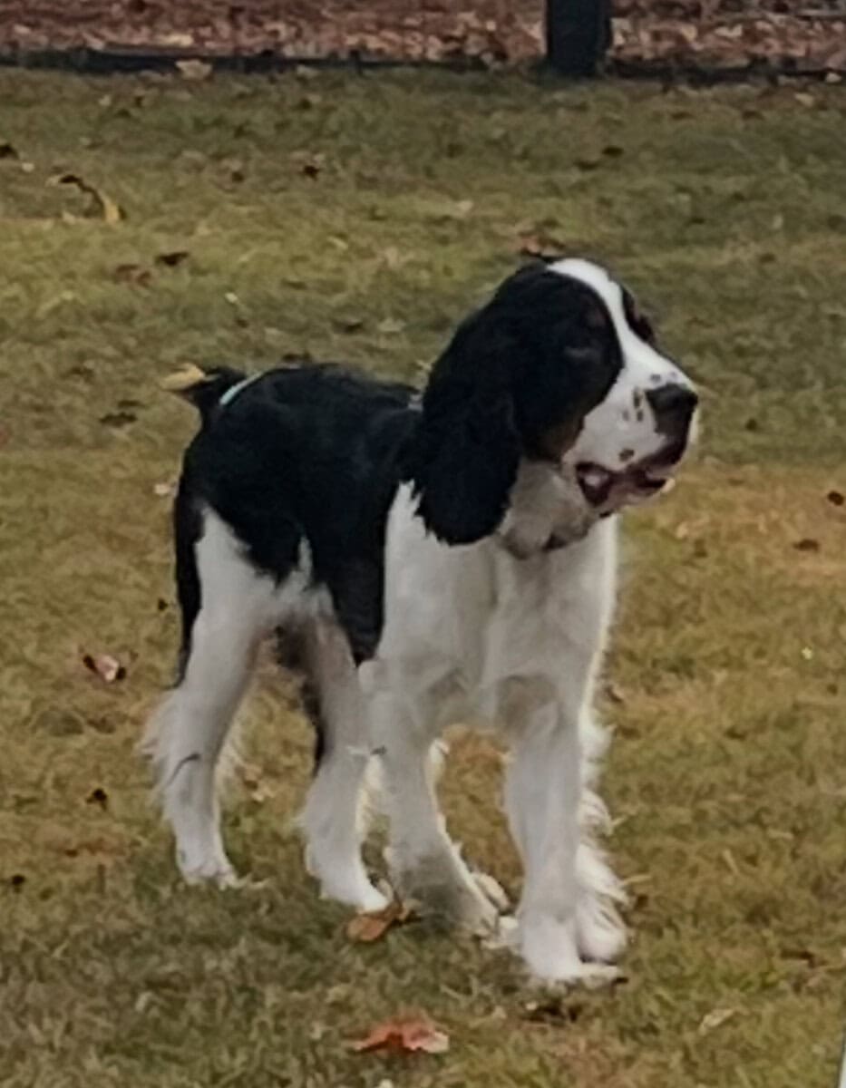 English Springer Spaniel image 3