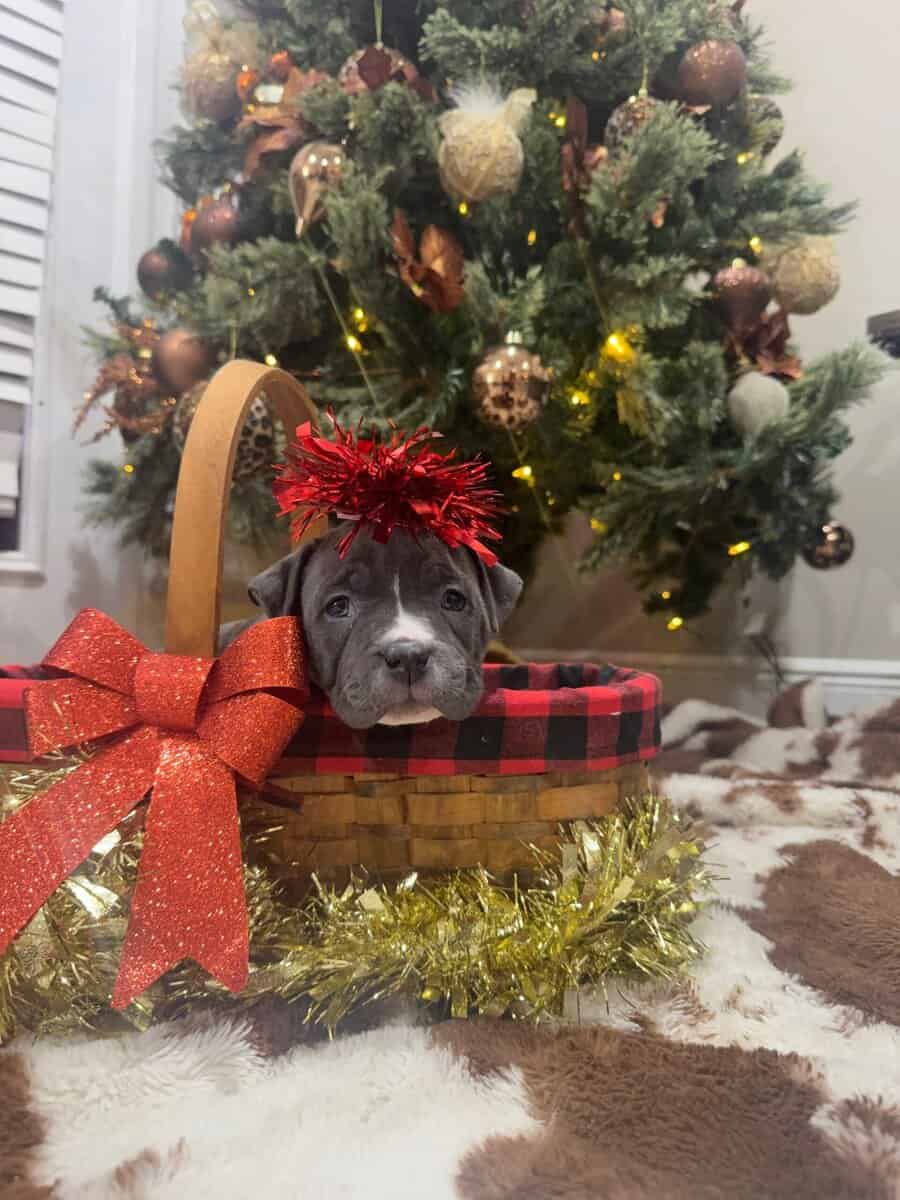 American pocket bully image 1