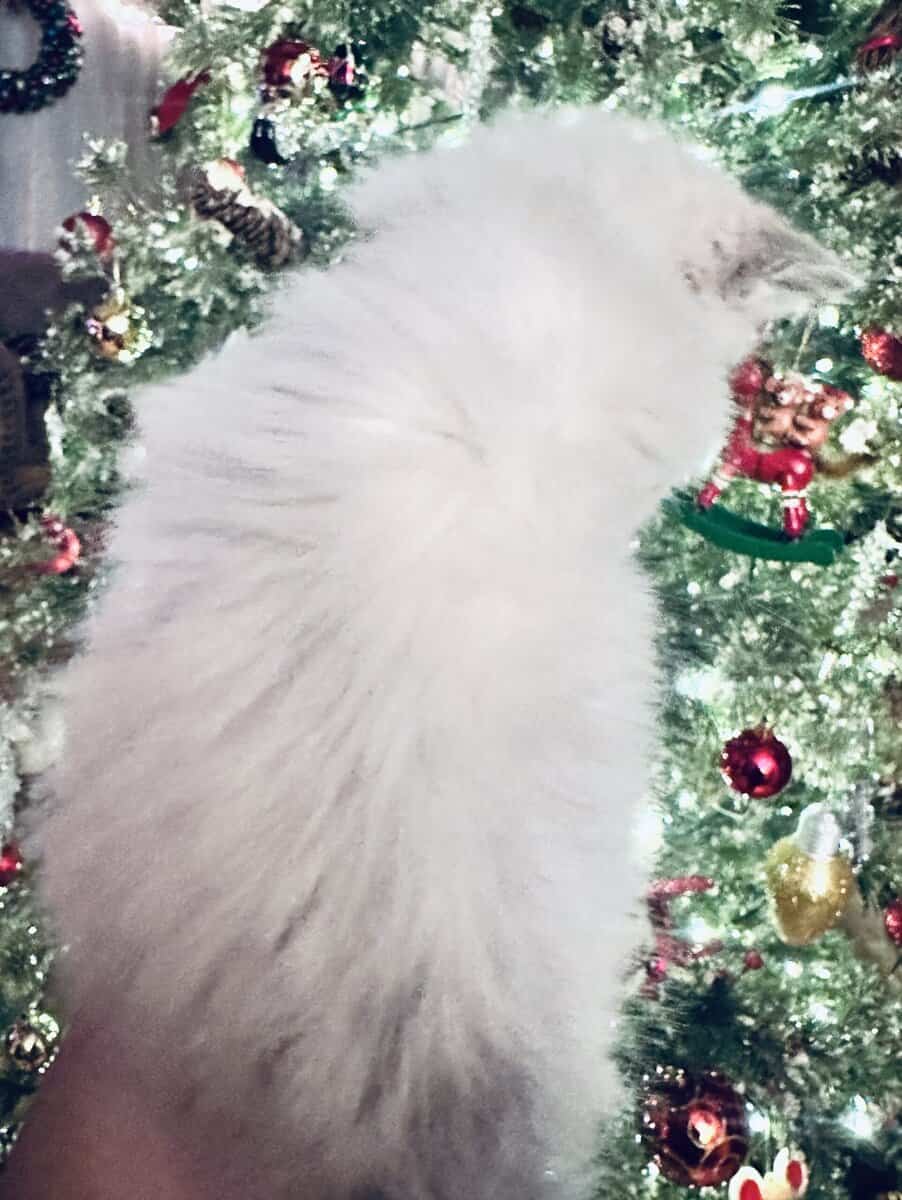 Sweet Ragdoll Boy image 5