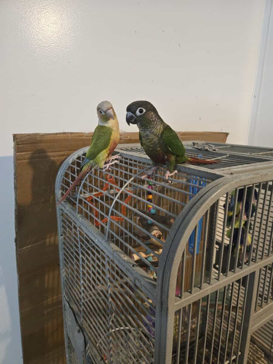 2 Conures for Sell - Pair Green Cheek & Pineapple image 1