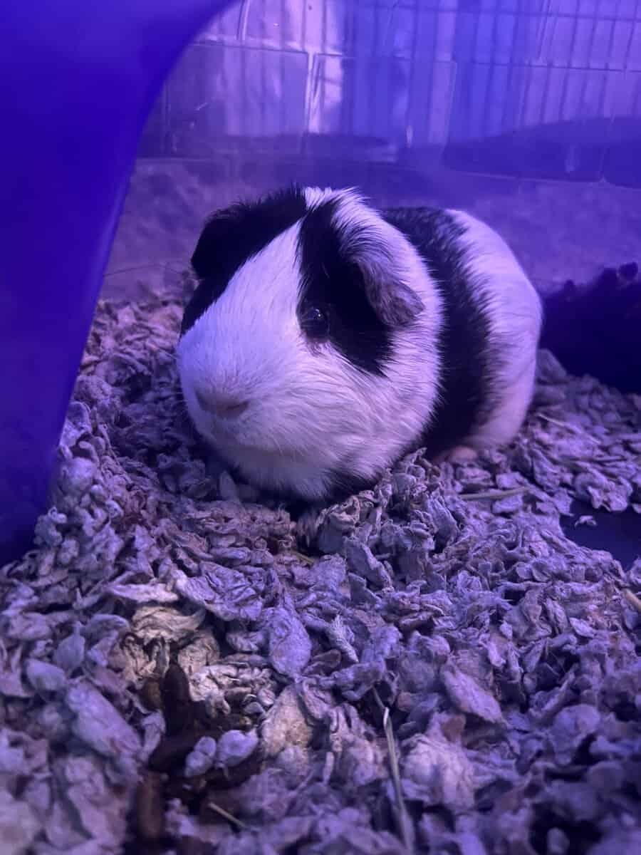 Guinea pig for rehoming image 2