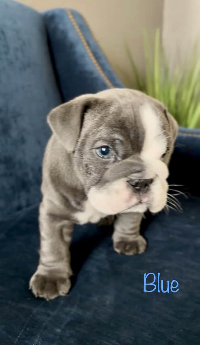 English Bulldog Puppies image 3