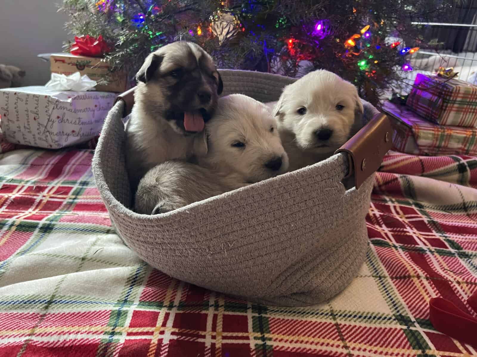 5 Farm Pups image 12