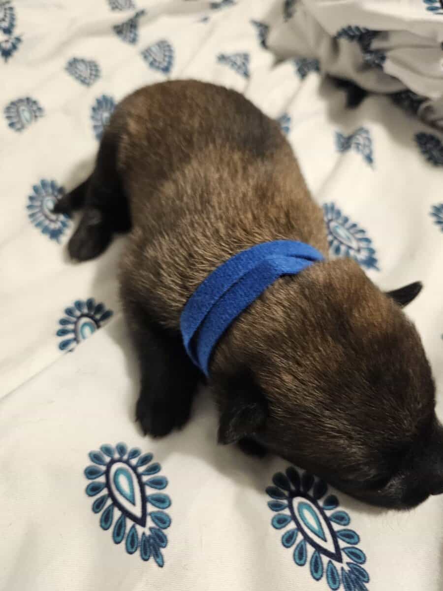 AKC BELGIAN MALINOIS PUPS image 3