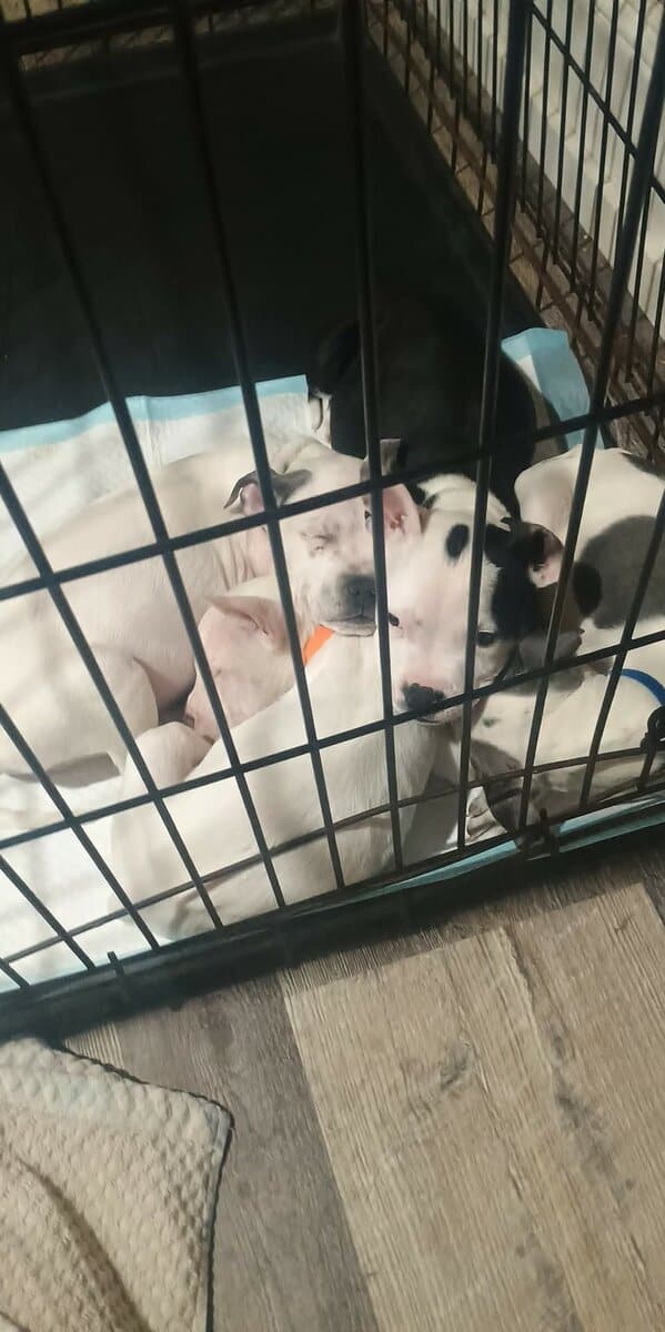 3 puppies looking for a good home! image 1