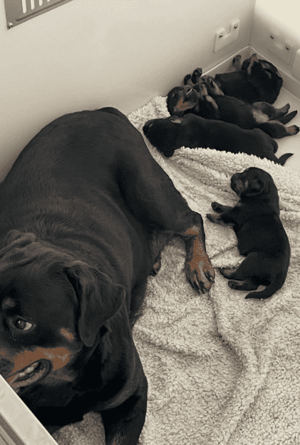 full akc Registered Rottweiler puppies with top pe image 2