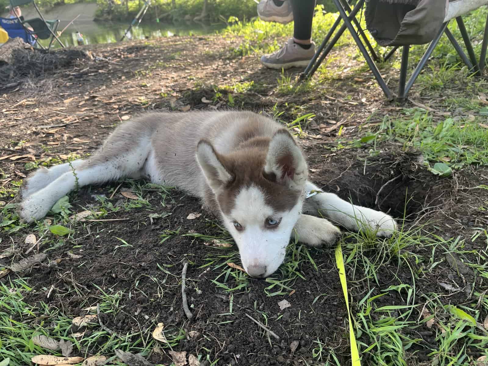 F2 Pomsky image 3