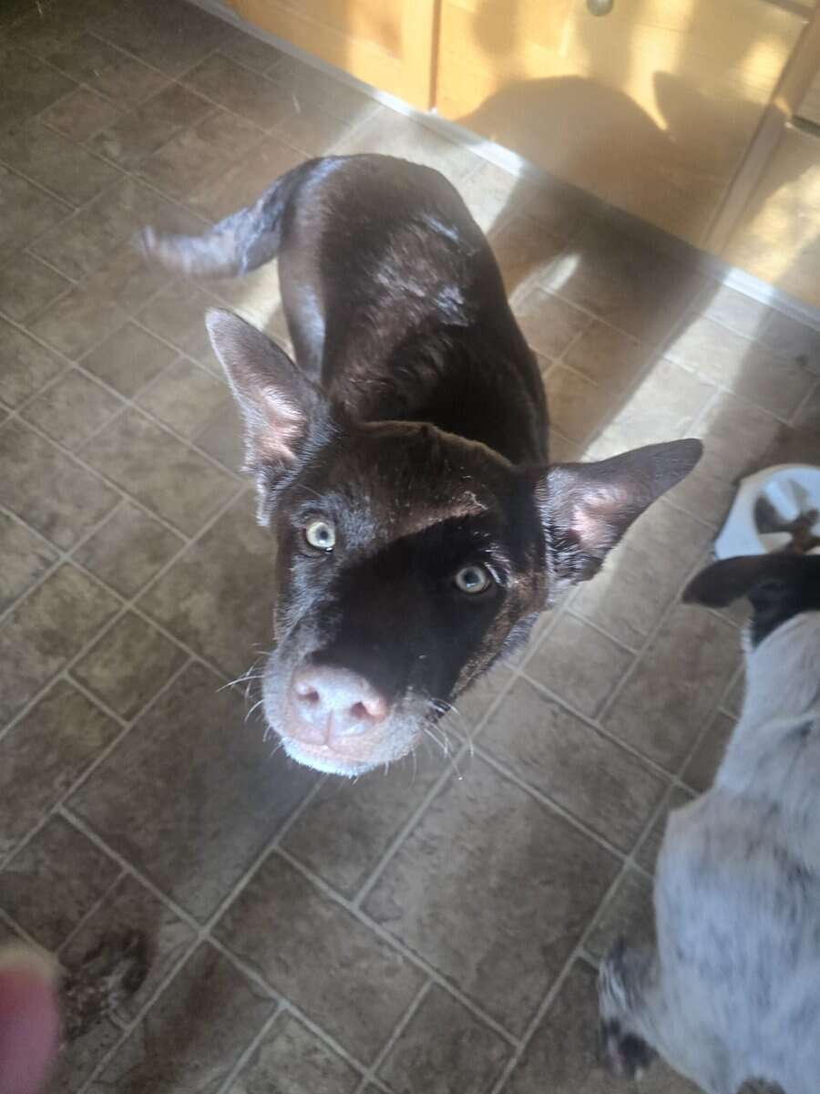 Heeler lab mix puppies. Have there shots. image 2