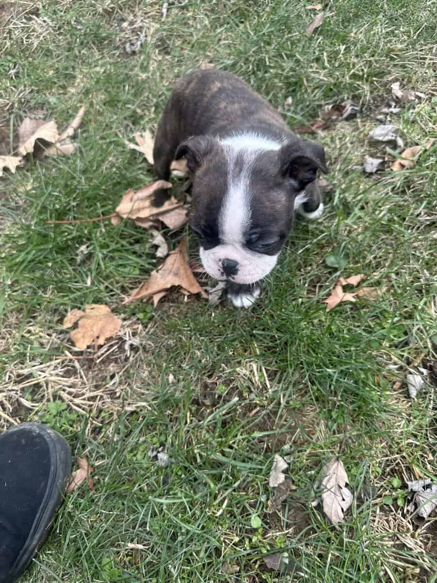 Boston terrier pups image 9