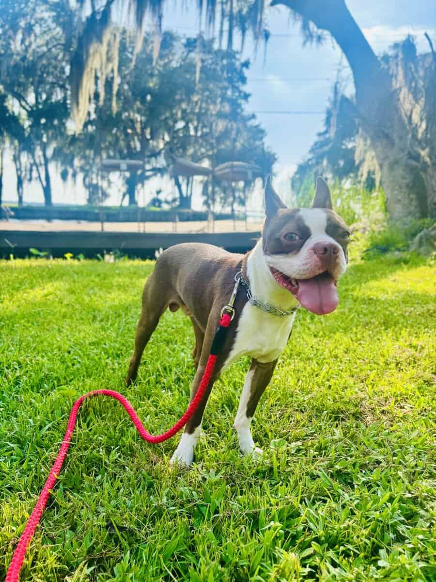 Boston Terrier image 2
