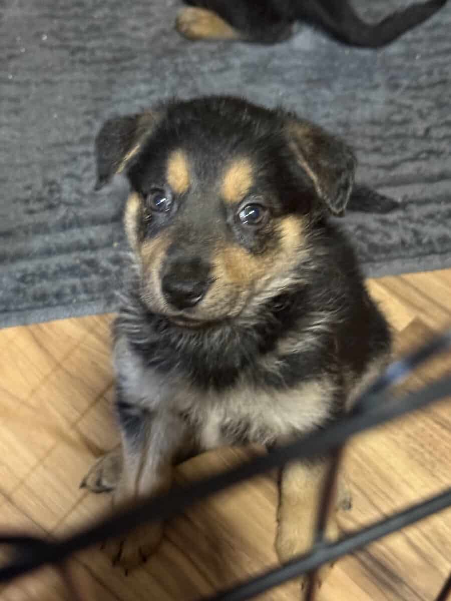 German shepherd puppies ready 12/20/2025 image 20