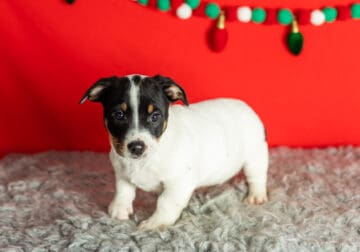 Jack russel / Alapaha bulldog puppy indiana (Benny