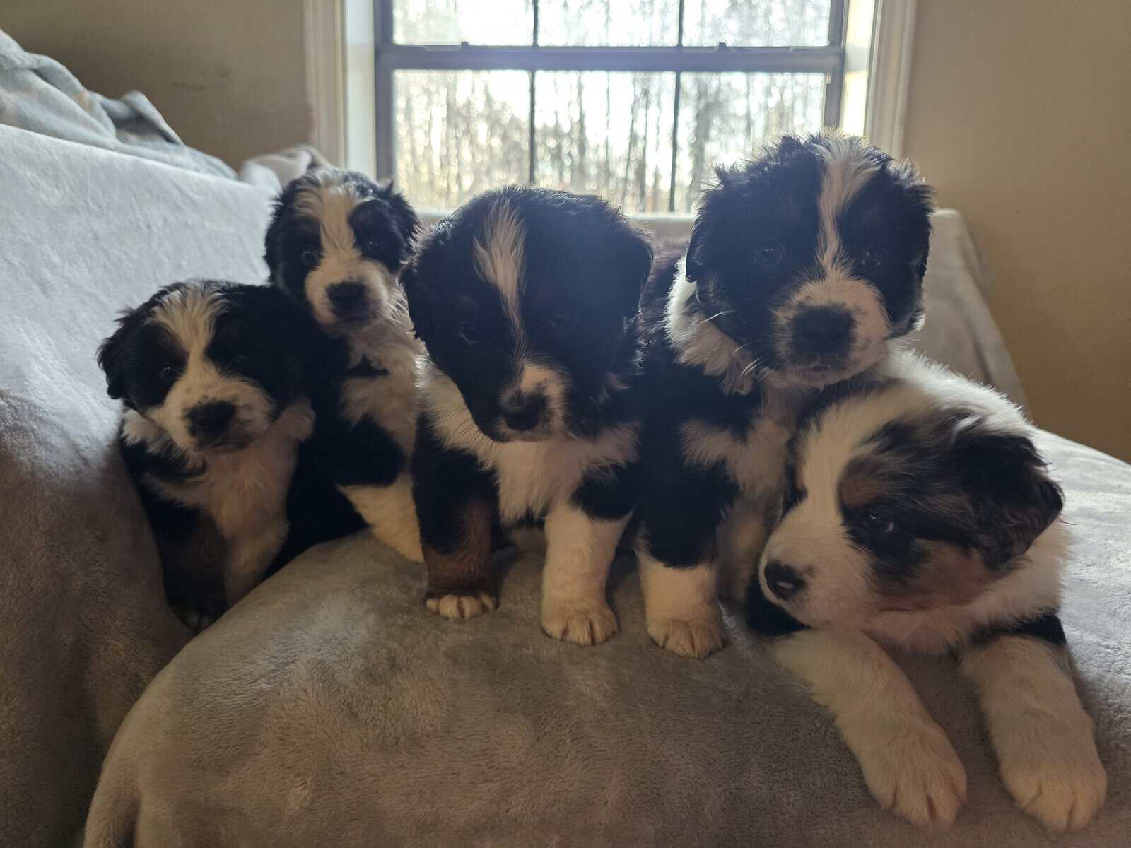 Australian shepherd puppies image 9