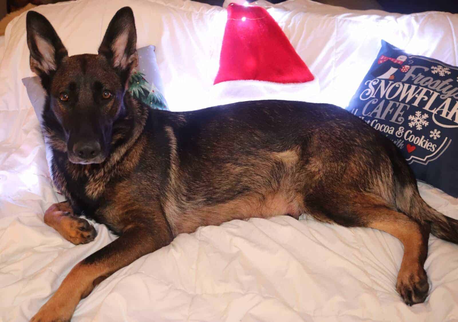 Wolf / German Shepherd GSD Puppy - Bandit image 7