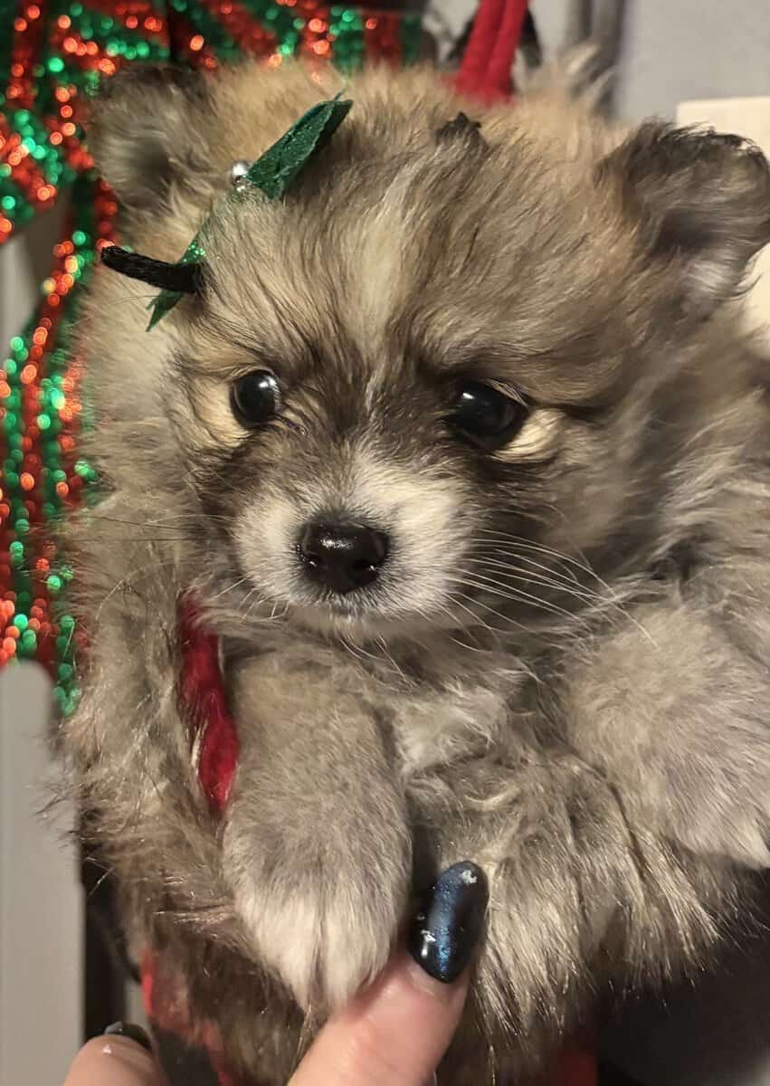Pomeranian puppies image 13