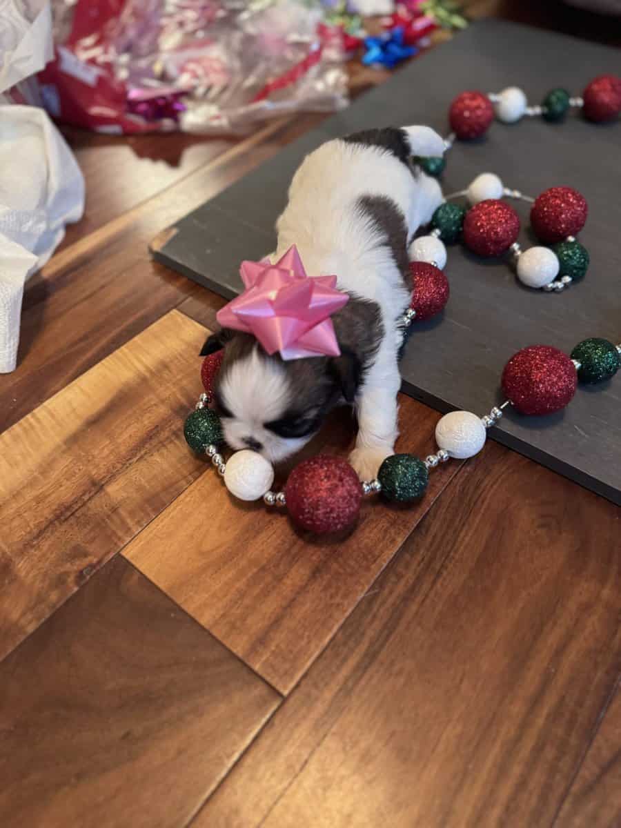 • “Adorable AKC Shih Tzu Puppies Ready for Their N image 13