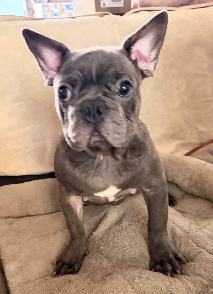 French Bulldog for sale “Oden” image 1