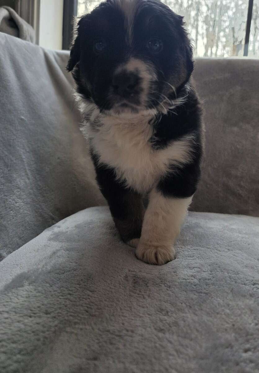 Australian shepherd puppies image 12