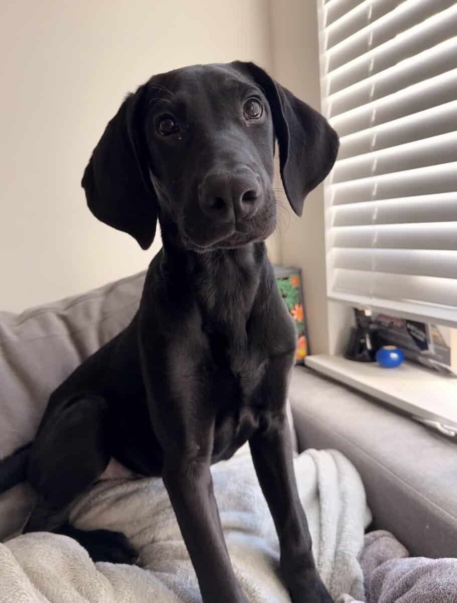 🐾 Meet Diesel – 5-Month-Old Black Lab × Doberman image 1