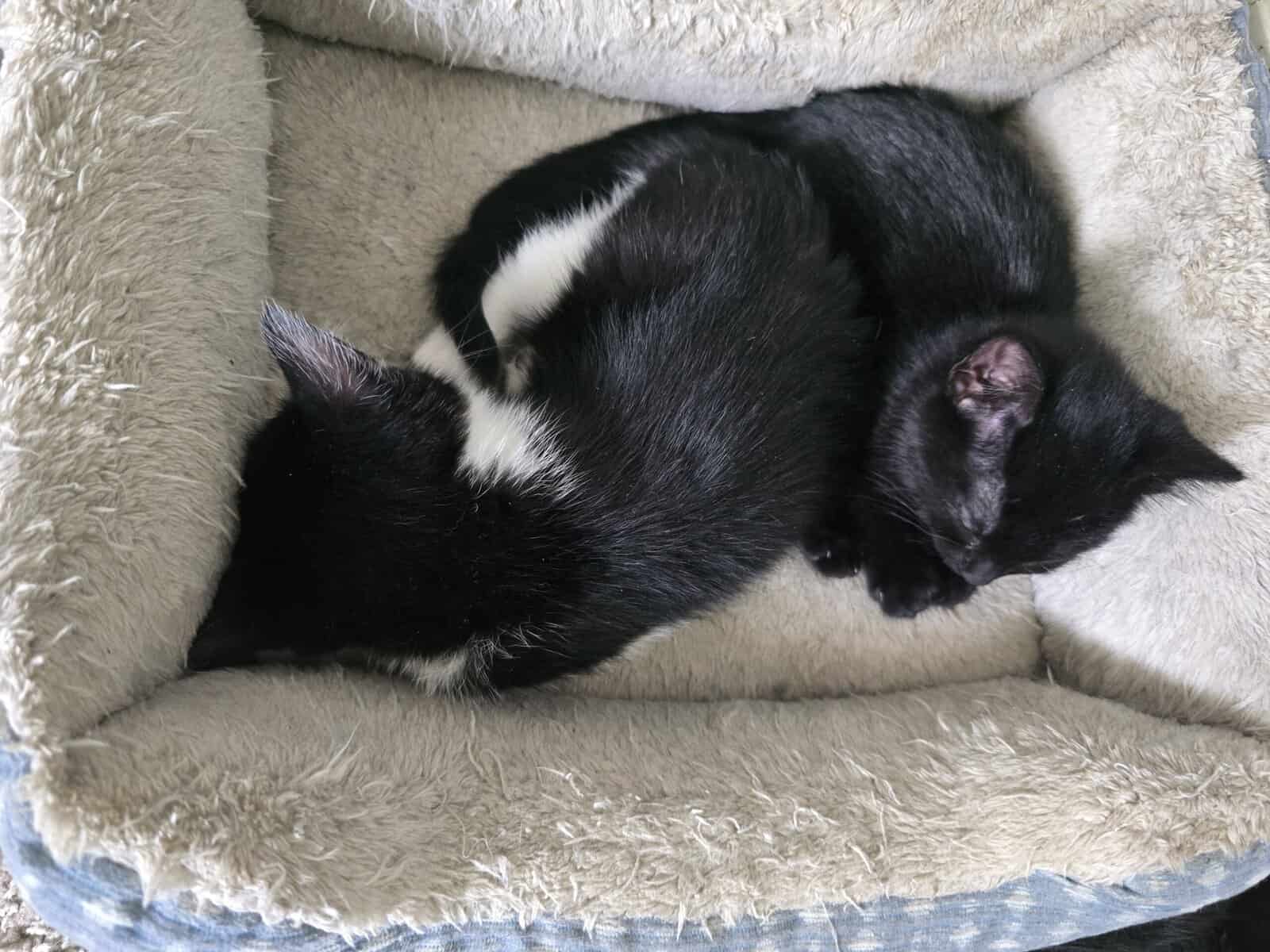 Kittens image 5