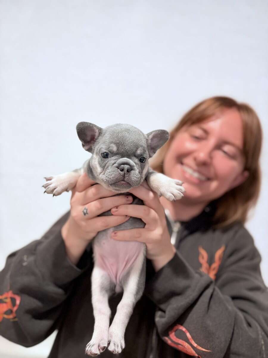 Lilac French Bulldog Puppies – AKC 💜🐾 image 4