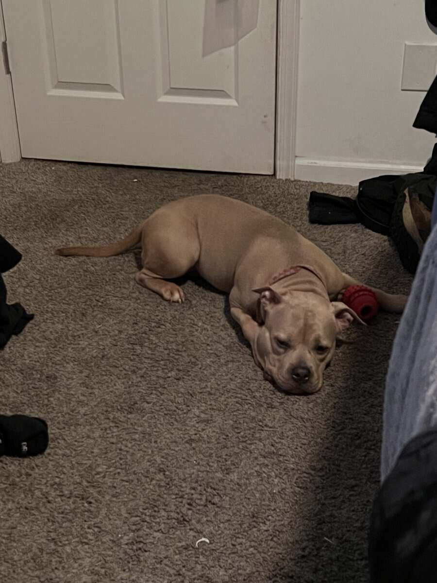 Full Breed American Pocket Bully image 3