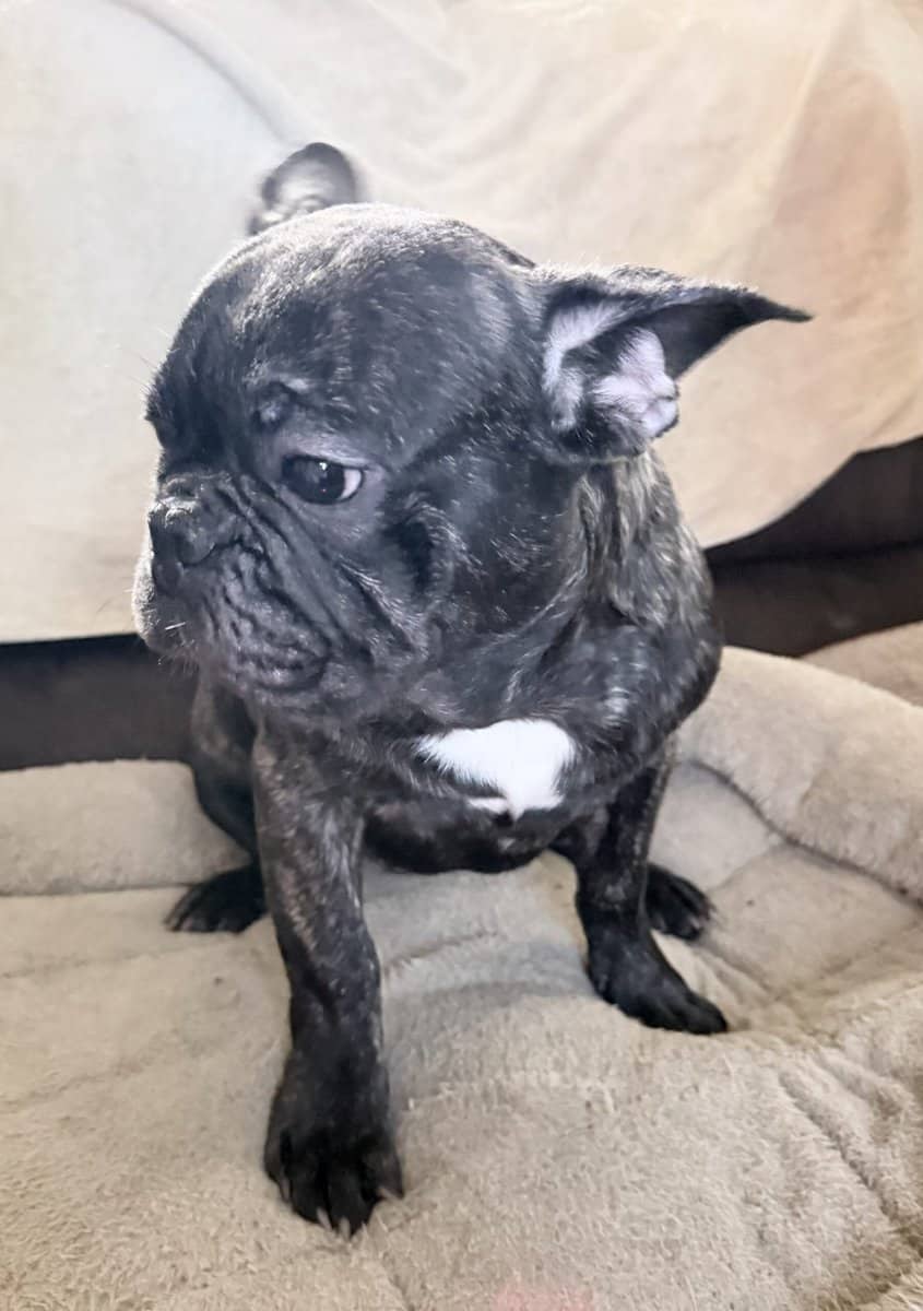 French Bulldog for sale “Rowley” image 1