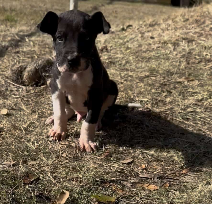 Great Dane Puppies image 9