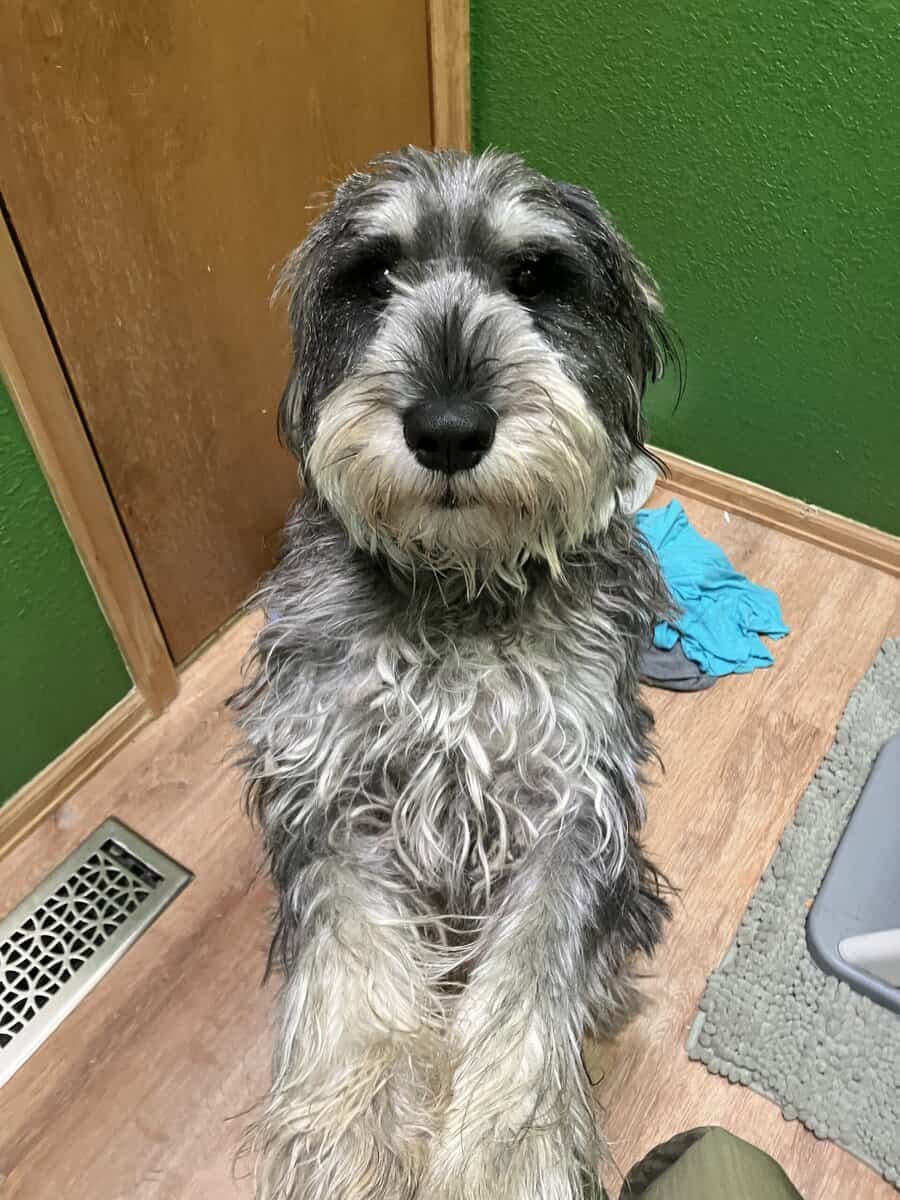 Standard Schnauzer image 1