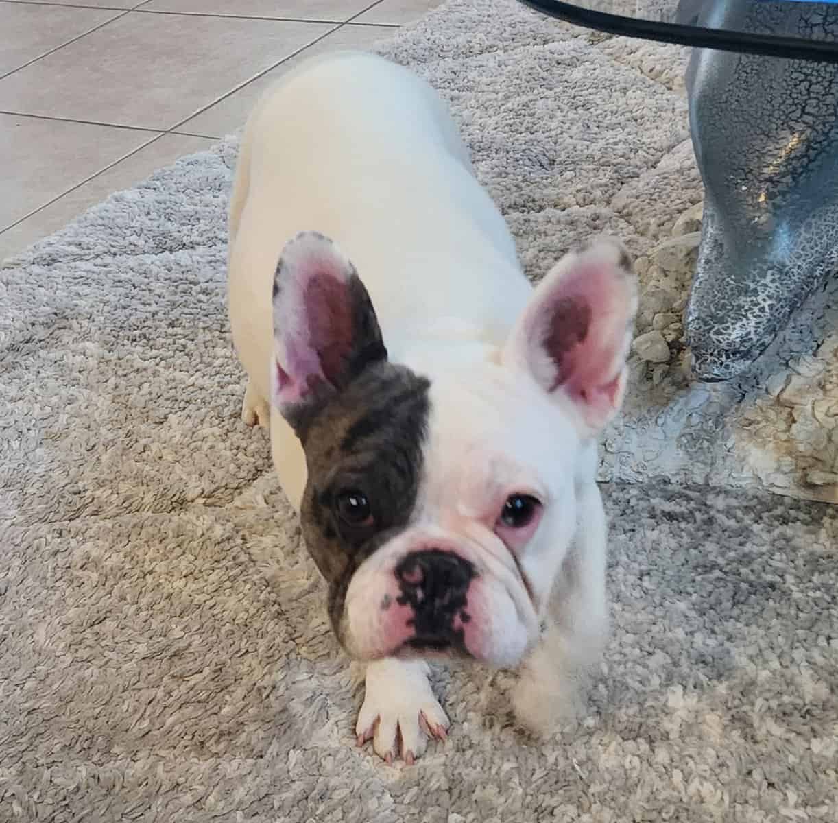 French Bulldog Puppy image 2