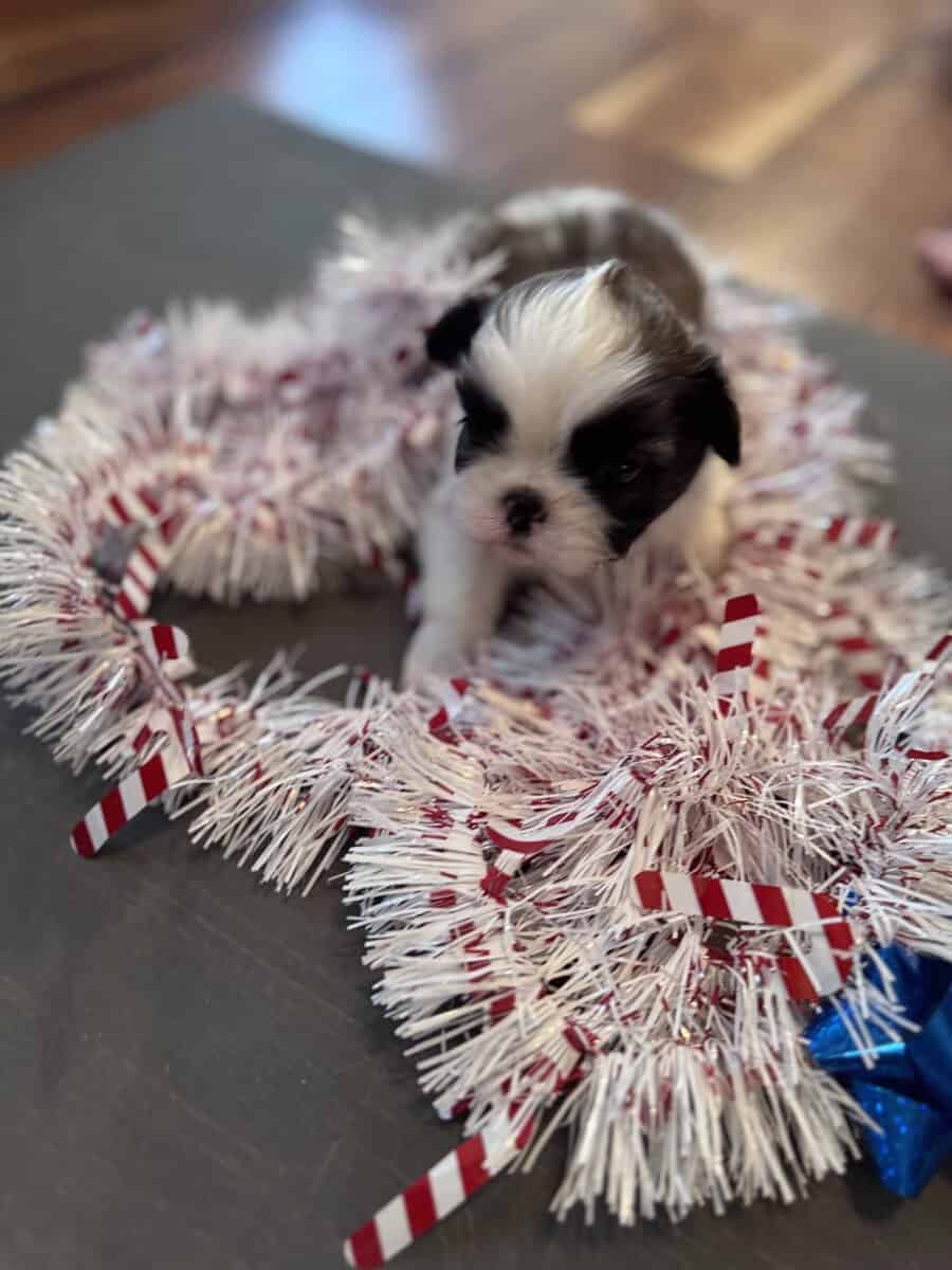 • “Adorable AKC Shih Tzu Puppies Ready for Their N image 5