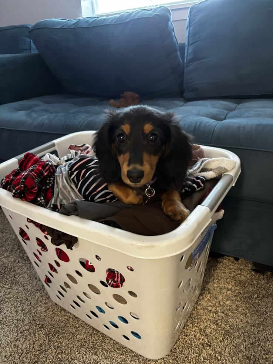 Miniature female dachshund image 2