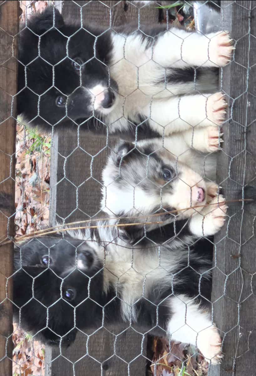 Christmas Puppies!!!...4 sold, 5 females left!!!.. image 8