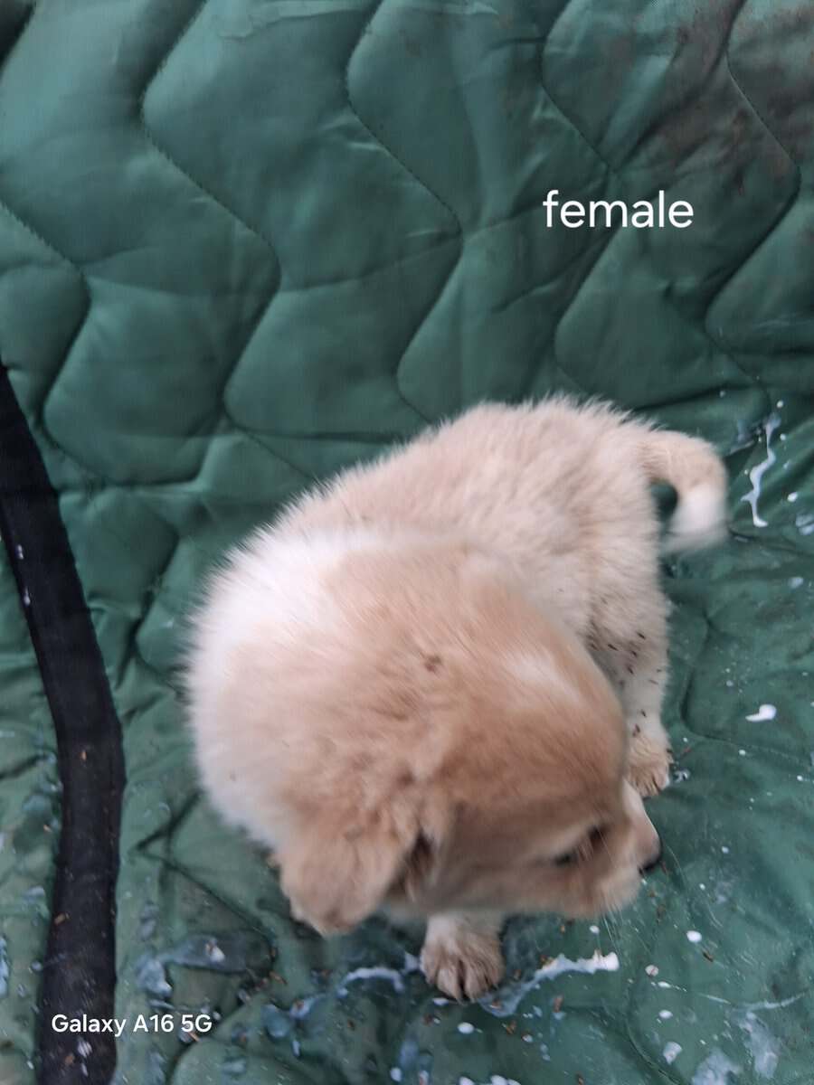 Border collie puppies image 4