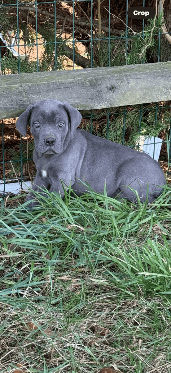 Cane Corso image 5