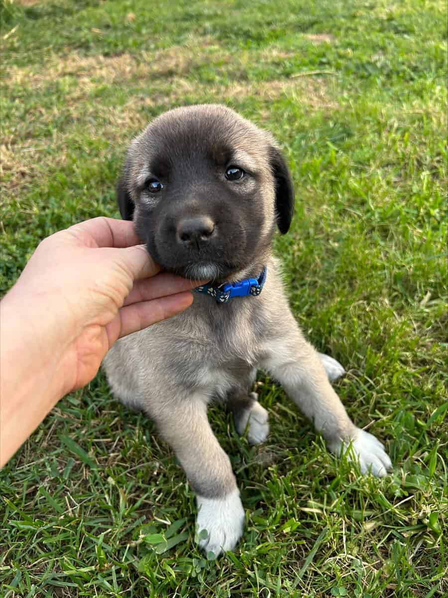 Anatolian Shepherds image 1