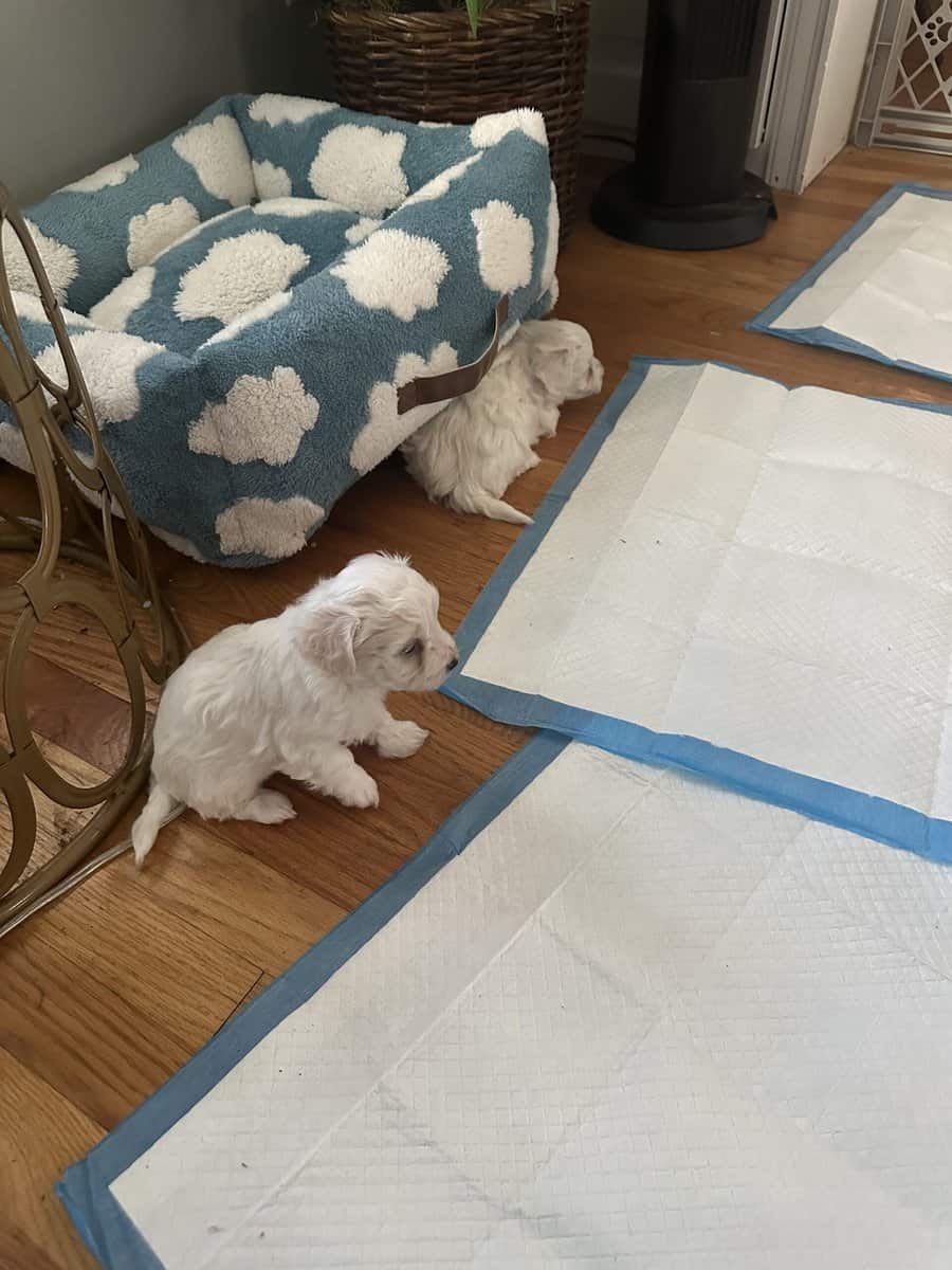 Beautiful New Havachon Puppies image 2